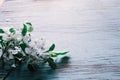 Flowering branch of an apple tree on an old wooden background Royalty Free Stock Photo