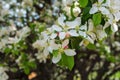 Flowering branch of Apple, white Apple blossoms. Royalty Free Stock Photo