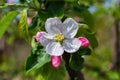 Flowering branch of Apple, white Apple blossoms. Royalty Free Stock Photo