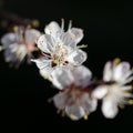 Flowering branch of apricot Royalty Free Stock Photo