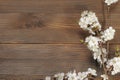 Flowering branch of apricot on rustic wooden background. Royalty Free Stock Photo