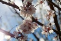 Flowering branch of apricot. Spring. Royalty Free Stock Photo