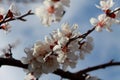 Flowering branch of apricot. Spring. Royalty Free Stock Photo