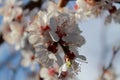 Flowering branch of apricot. Spring. Royalty Free Stock Photo