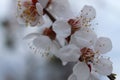 Flowering branch of apricot. Spring. Royalty Free Stock Photo