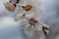 Flowering branch of apricot. Spring. Royalty Free Stock Photo