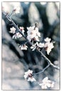 Flowering branch of apricot tree Royalty Free Stock Photo