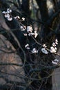 Flowering branch of apricot tree Royalty Free Stock Photo