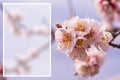 Flowering branch of the apricot tree close-up. Space for text. Royalty Free Stock Photo