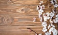 Flowering branch of apricot on wooden background Royalty Free Stock Photo