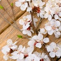 Flowering branch apricot on wooden background Royalty Free Stock Photo