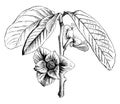 Flowering Branch of Asimina Triloba vintage illustration