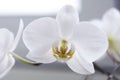 Flowering branch of beautiful white orchid flower with yellow center isolated close-up macro. Royalty Free Stock Photo