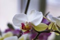 Flowering branch of beautiful white orchid flower with yellow center isolated close-up macro. Royalty Free Stock Photo