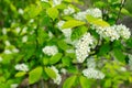 Flowering branch of bird cherry closeup. Spring flowering trees. Selective focus.