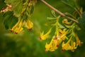 A flowering branch of black currant with small yellow flowers. Abstract blurred background Royalty Free Stock Photo