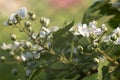 Flowering branch blackberry closeup. white flowers Royalty Free Stock Photo