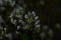 Flowering branch of a bush of serviceberry tree