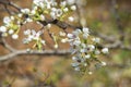 Flowering branch of a Callery Pear Tree Royalty Free Stock Photo