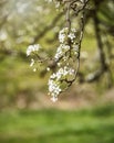 Flowering branch of a Callery Pear Tree Royalty Free Stock Photo