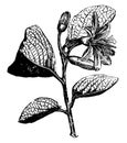Flowering Branch of Calycanthus Floridus vintage illustration
