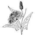 Flowering Branch of Calystegia Punescens Flore-Pleno vintage illustration