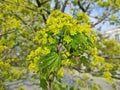 Flowering branch of canadian maple