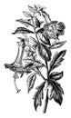 Flowering Branch of Cantua Buxifolia vintage illustration