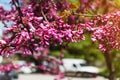Flowering branch of Cercis also known as the Judas Tree on a sunny spring day. Purple flowers of an eastern redbud tree on a city Royalty Free Stock Photo