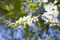 Flowering branch of cherry blossoms against the blue sky Royalty Free Stock Photo