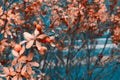 Flowering branch of cherry in a blue-brown tint. Blurred background