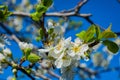 Flowering branch of cherry Cerasus. Cherry blossoms close-up. Cherry against the blue sky. Soft selective focus Royalty Free Stock Photo