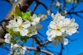 Flowering branch of cherry Cerasus. Cherry blossoms close-up. Cherry against the blue sky. Soft selective focus Royalty Free Stock Photo