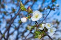 Flowering branch of cherry Cerasus. Cherry blossoms close-up. Cherry against the blue sky. Royalty Free Stock Photo