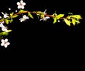 Flowering branch of cherry isolated on a black background Royalty Free Stock Photo