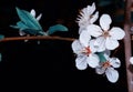 Flowering branch of cherry isolated on a black background Royalty Free Stock Photo