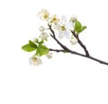 Flowering branch of Cherry Plum isolated on white background. Selective focus Royalty Free Stock Photo