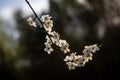 Delicate white sakura flowers in bright backlight