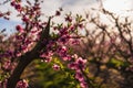 Flowering branch of a cherry tree in a field full of cherry trees