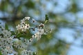 Flowering branch of cherry tree Royalty Free Stock Photo