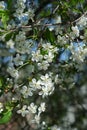 Flowering branch of cherry tree Royalty Free Stock Photo