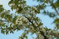 Flowering branch of cherry tree Royalty Free Stock Photo