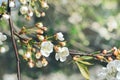 Flowering branch of a cherry tree in a sunny spring garden Royalty Free Stock Photo