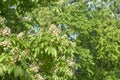 Flowering branch of chestnut tree Royalty Free Stock Photo