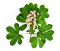 Flowering branch of chestnut tree Royalty Free Stock Photo