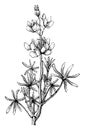 Flowering Branch of Common Dwarf Lupine vintage illustration