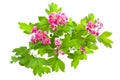 Flowering branch of Crataegus Royalty Free Stock Photo