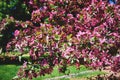 A flowering branch of a decorative apple tree of the Malus Royalty variety. Beautiful dark pink flowers. A sunny spring day Royalty Free Stock Photo