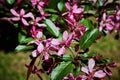 A flowering branch of a decorative apple tree of the Malus Royalty variety. Beautiful dark pink flowers. A sunny spring day Royalty Free Stock Photo