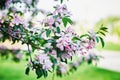 A flowering branch of a decorative apple tree of the Ola variety. Beautiful dark pink flowers. A sunny spring day Royalty Free Stock Photo